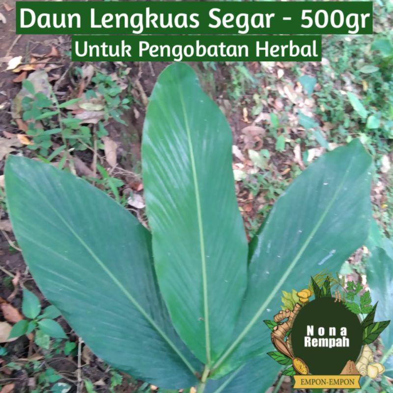 

Daun Lengkuas Herbal Segar 500gr