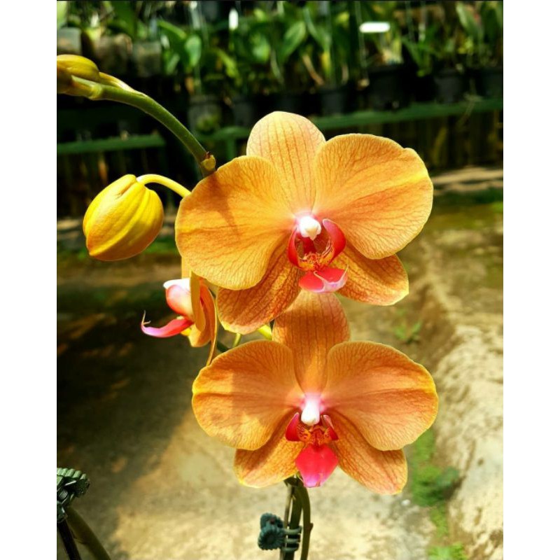 Anggrek bulan batik kuning spike