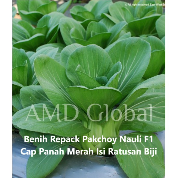 Benih Eceran Sawi Sendok / Sawi Pakchoy Nauli F1 Cap Panah Merah