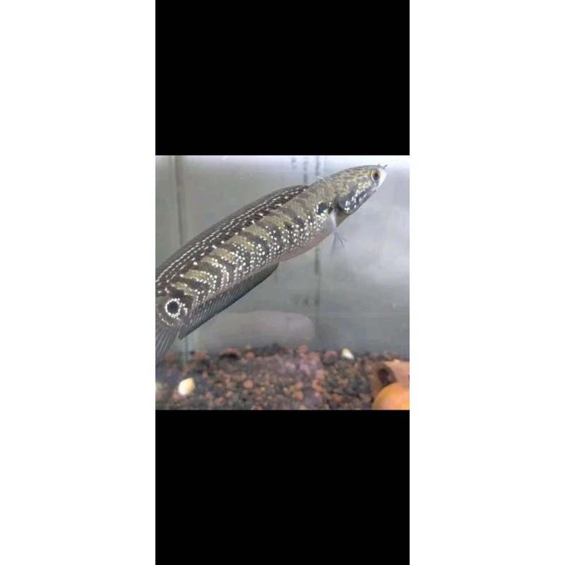 

chana asiatika 6-10 cm,harga sudah termasuk ongkos packing