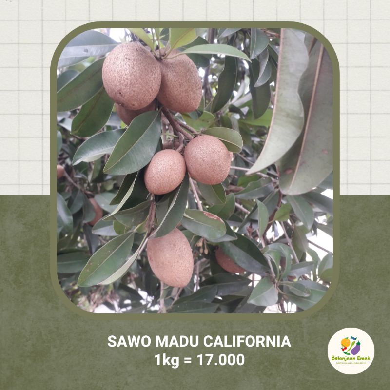 

SAWO MADU CALIFORNIA Manis dan Besar || 100% BEBAS PESTISIDA