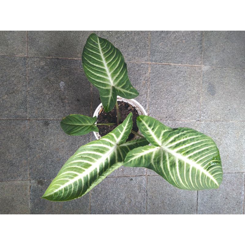 keladi lindeni zebra dewasa rimbun