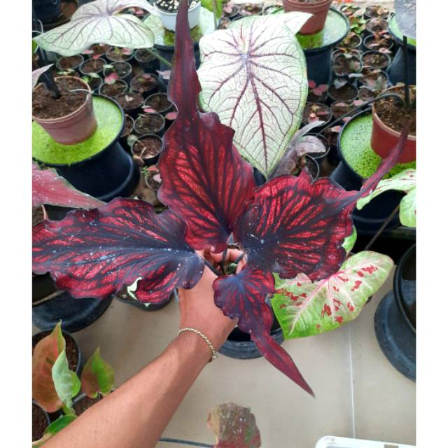 Tanaman Hias Caladium Keladi Hias Red Stone Shopee Indonesia