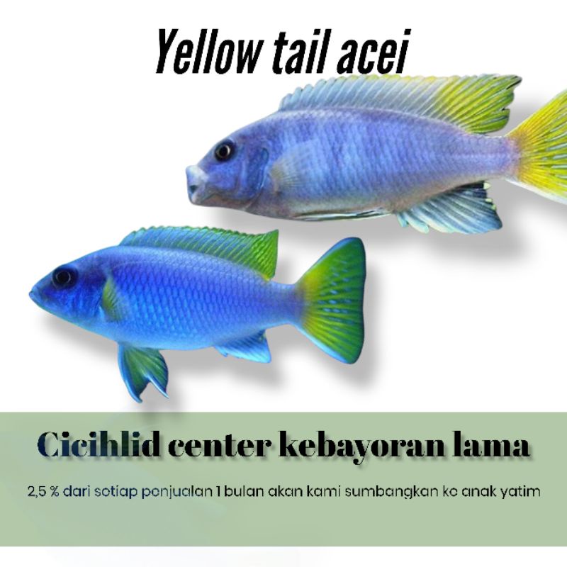 ikan cichlid africa yellow tail acei