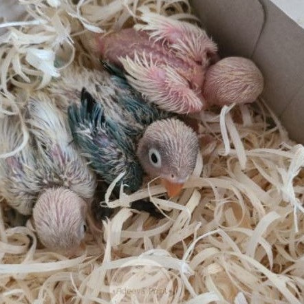 LOLOHAN BURUNG LOVEBIRD KLEP ADEEVAPOINT