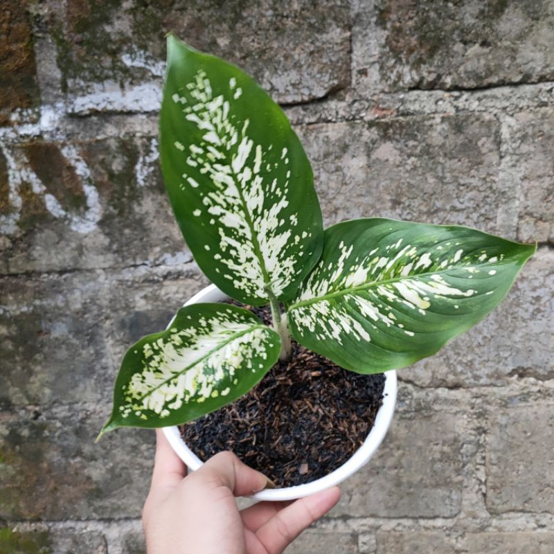 PROMO!! Tanaman Hias Dieffenbachia Snow White