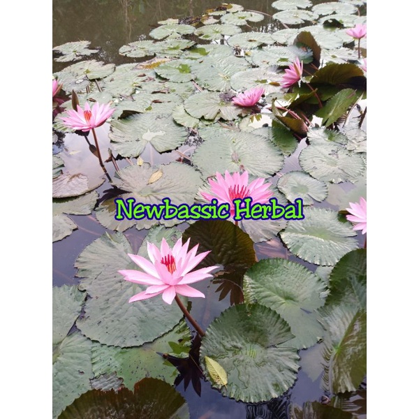 daun teratai daun bunga teratai segar