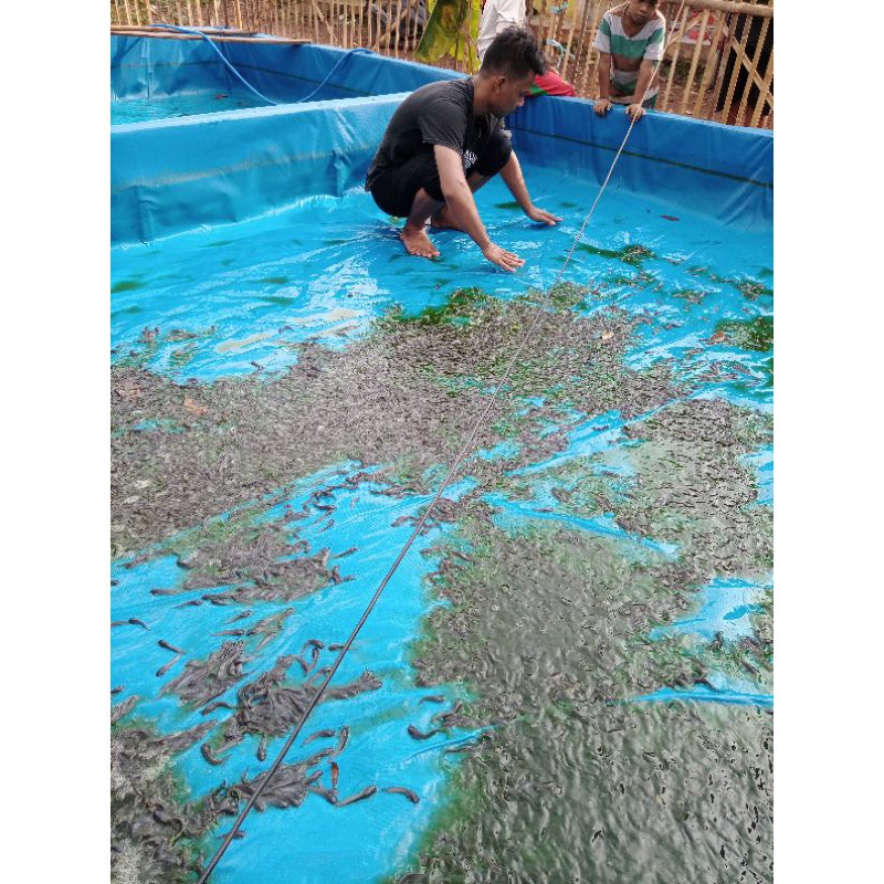 bibit lele Sangkuriang ukuran 6-7 cm