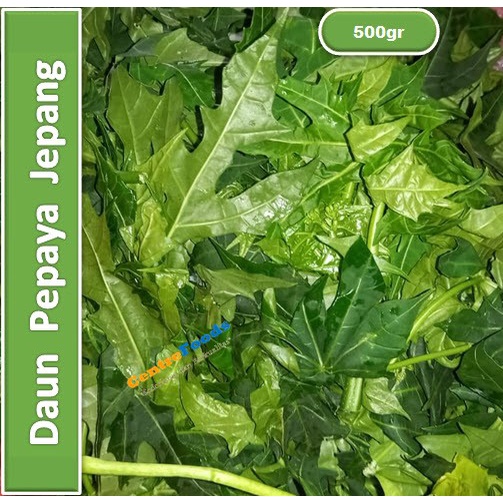 

Daun Pepaya Jepang - Petik Tanpa Tangkai | 500gr [ Harga Per 0,5 Kg ]