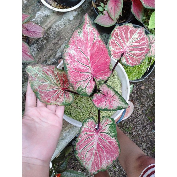 Keladi Hanoman Obong