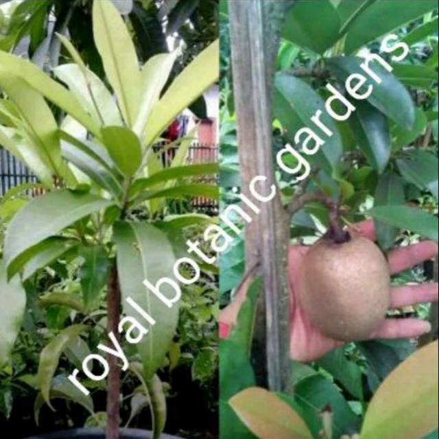 Bibit sawo jumbo alano