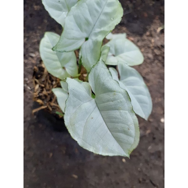 tanaman hias syngonium tissu. syngonium salju. syngonium white, syngonium monshine