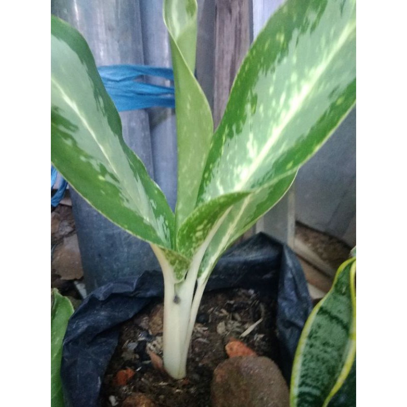 aglonema hijau