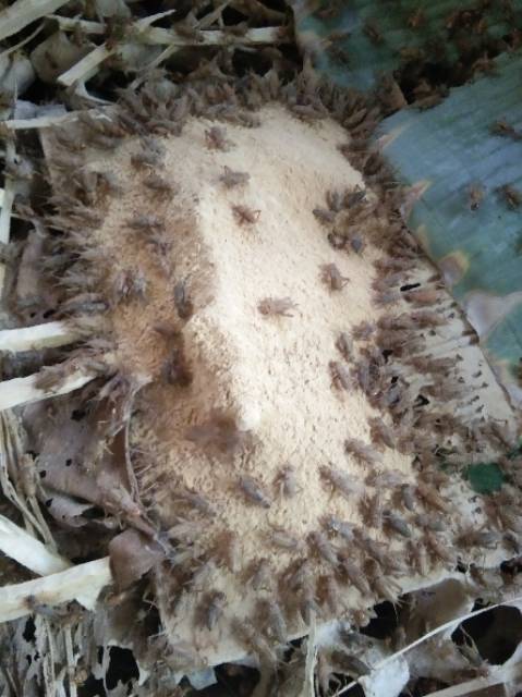 2,5 ons telur jangkrik madu/karet