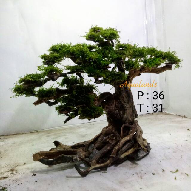 Harga Bonsai Aquascape Terbaik Perawatan Hewan Hobi Koleksi Januari 2021 Shopee Indonesia