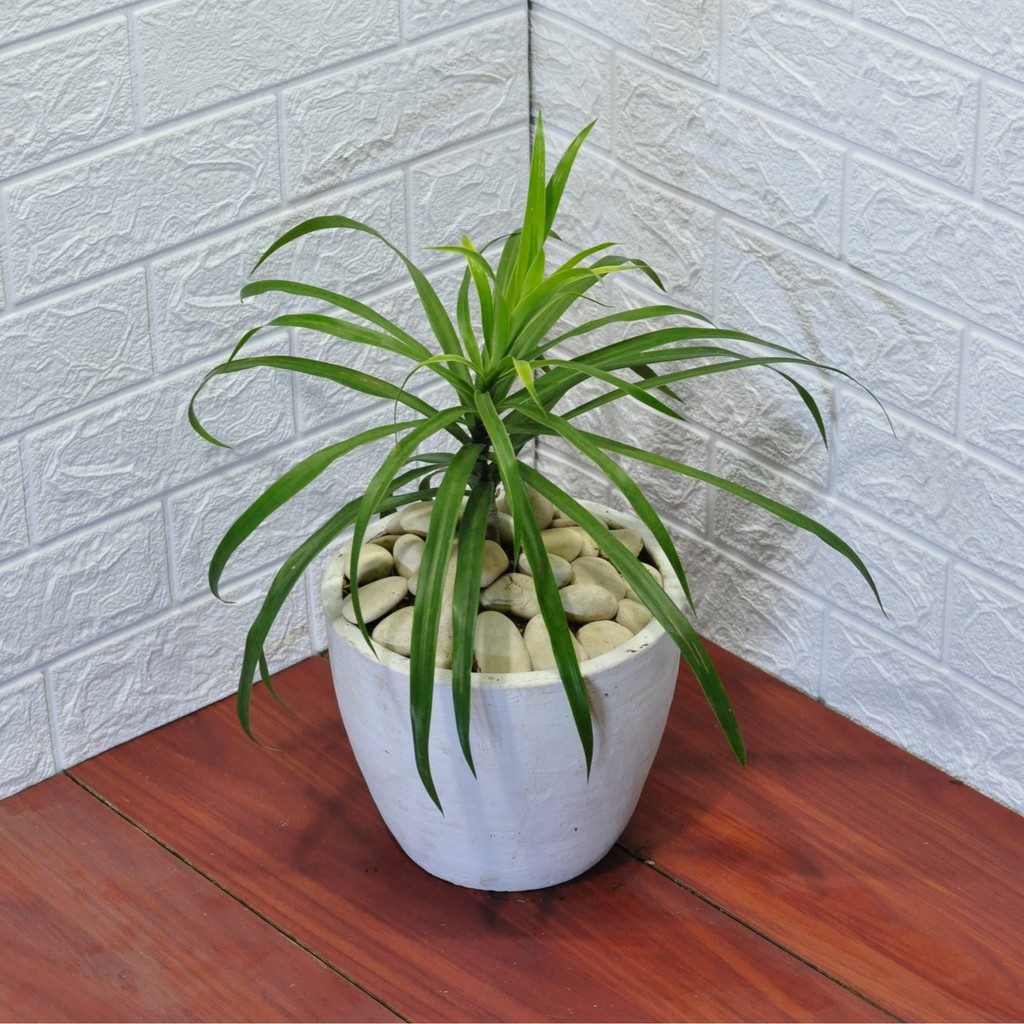 Tanaman Alang Alang Hijau / Ophiopogon Japonicus