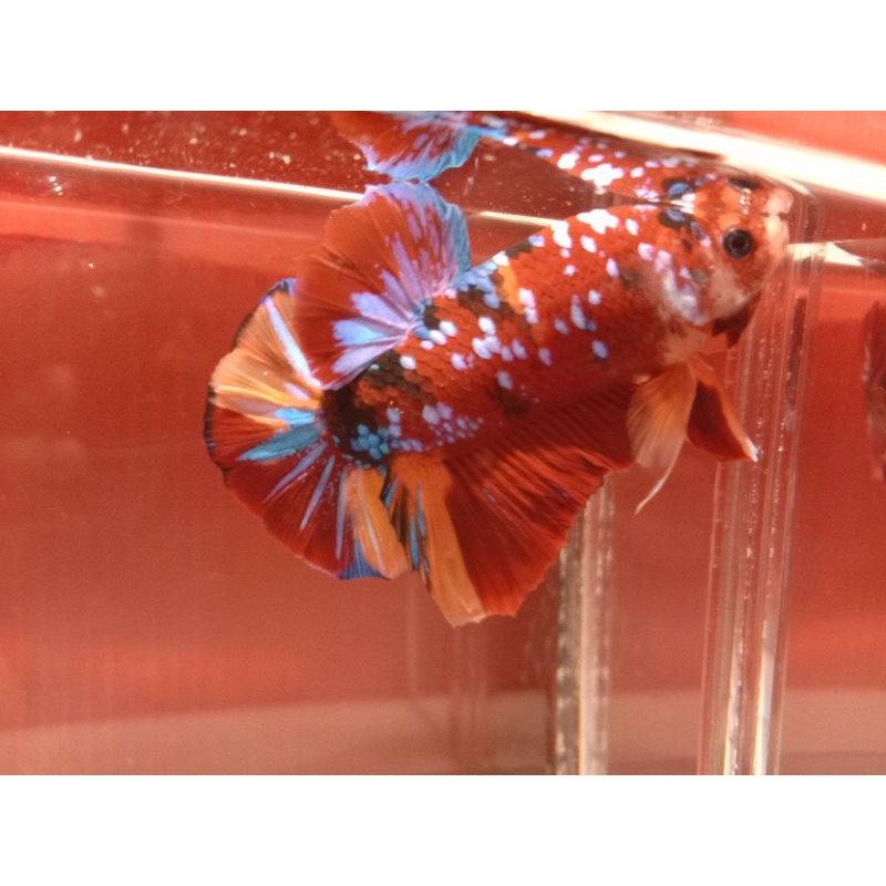 ikan cupang Nemo multi galaxy INDUKAN