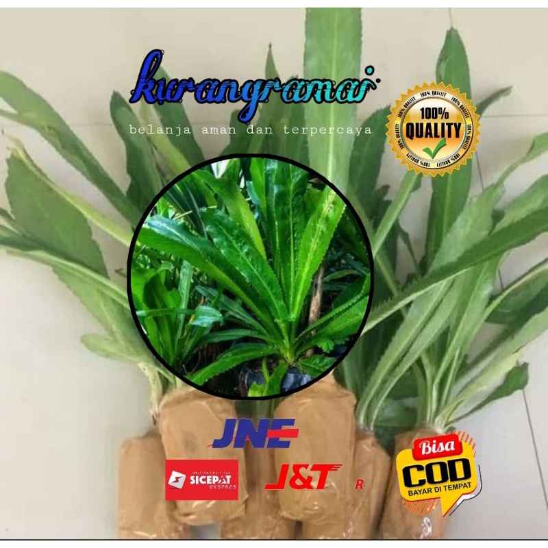 daun walang sangit [bibit walang sangit] 1 kg