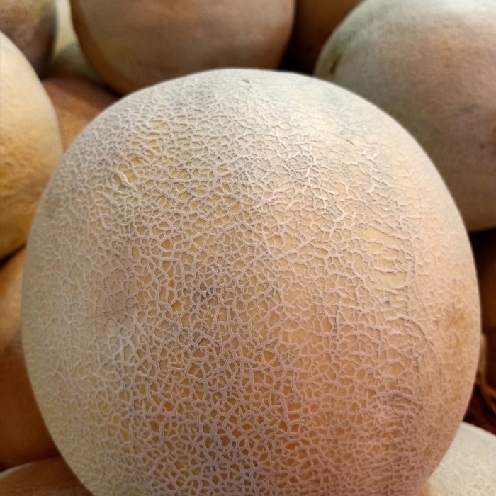 

Ge602G Melon Madu Ds5