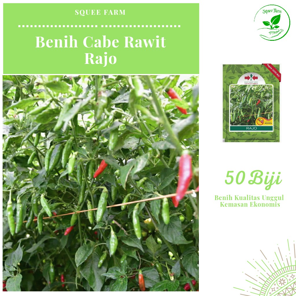 50 Biji - Benih Cabe Rawit Hijau RAJO Buah Seragam