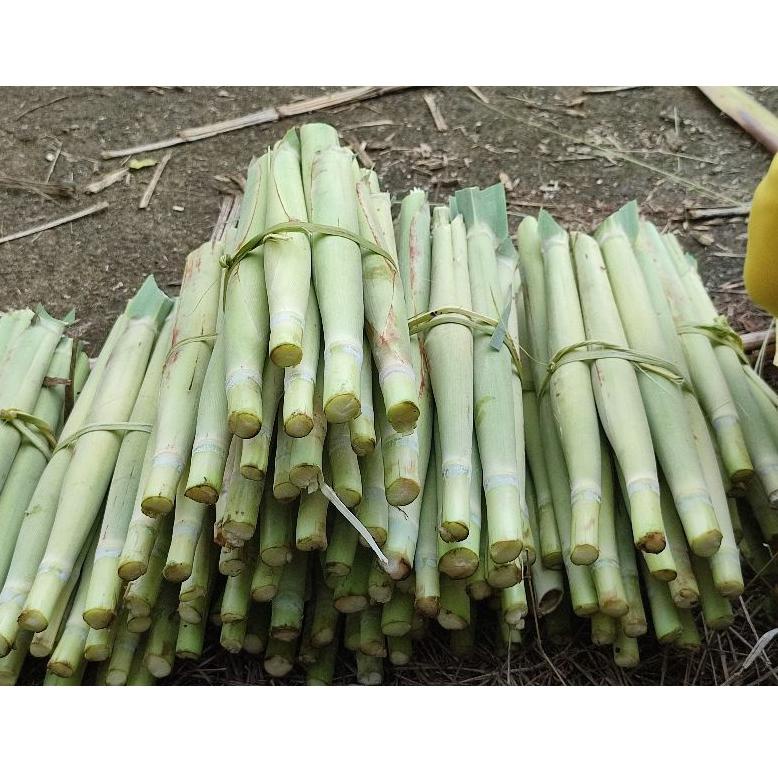 

[KODE VGMKR] Terubuk / Tebu telur Berat1Kg