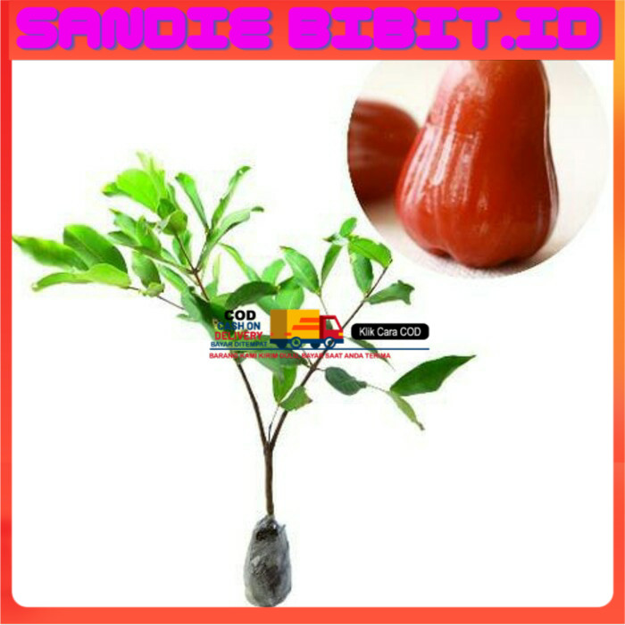 

Promo Murah Jambu air madu delli merah