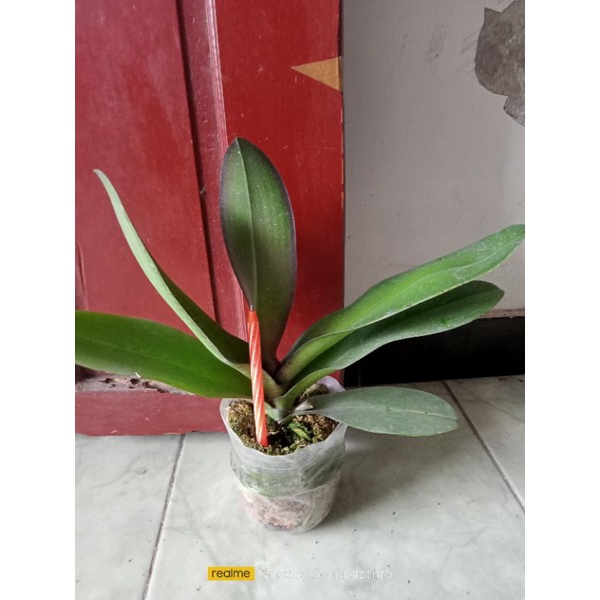 Anggrek bulan pasca bunga