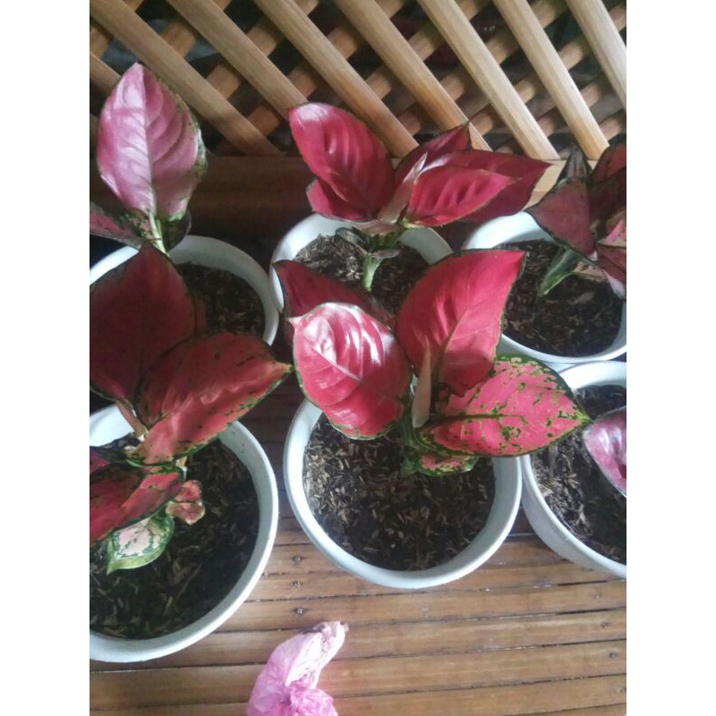 RED ANJAMANI - AGLONEMA RED ANJAMANI