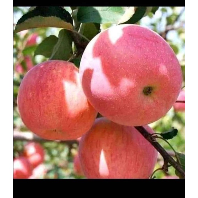 bibit apel, matoa, dan delima