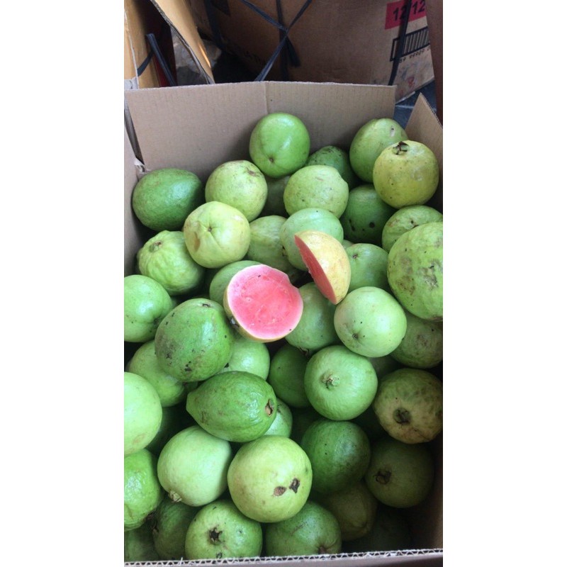 

Jambu Biji merah