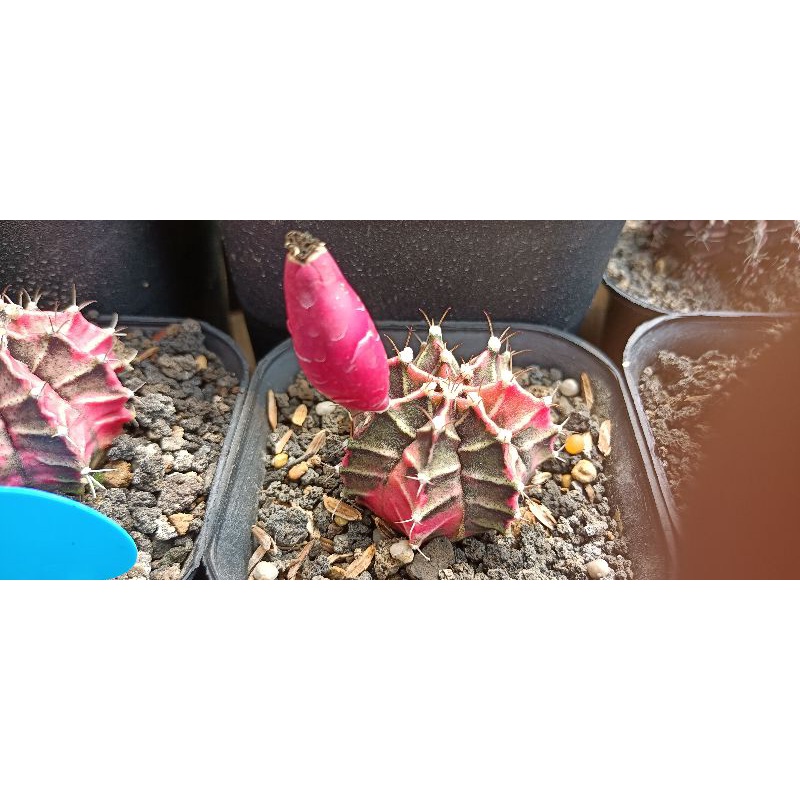 biji kaktus miha varigata/starfire ori