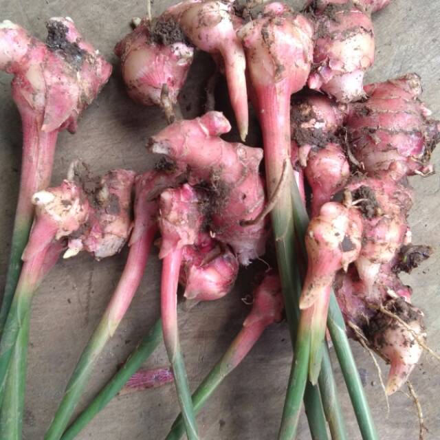 

Jahe merah segar asli
