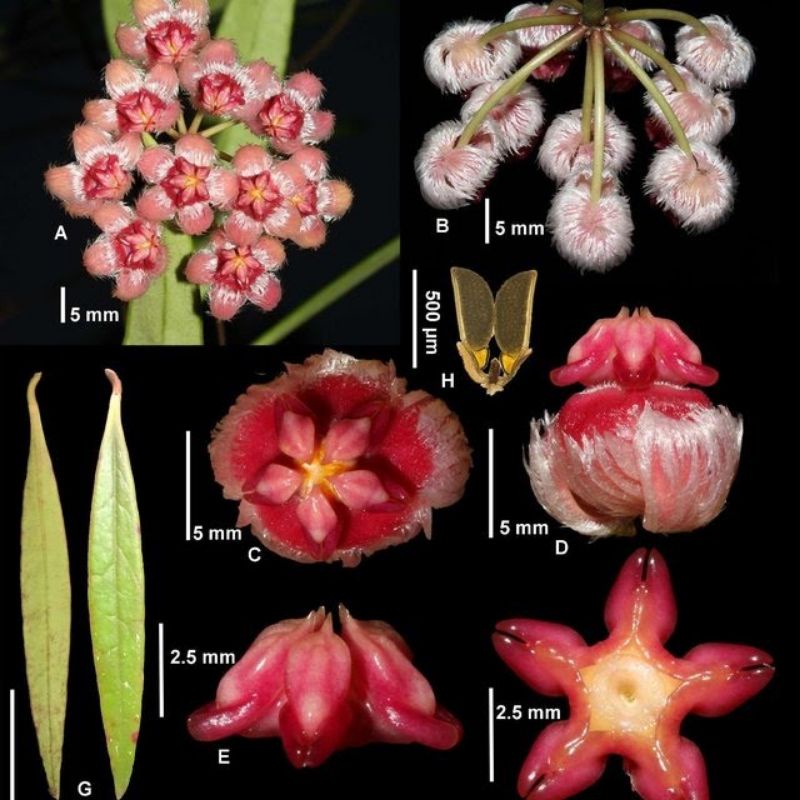Hoya sulawesiana