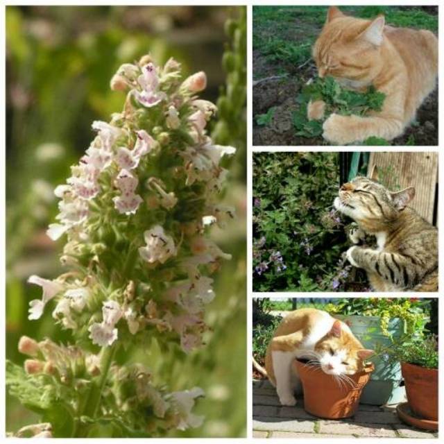 Benih Bibit Biji - Catnip Catmint Herbs (Nepeta cataria) SUPER - IMPORT