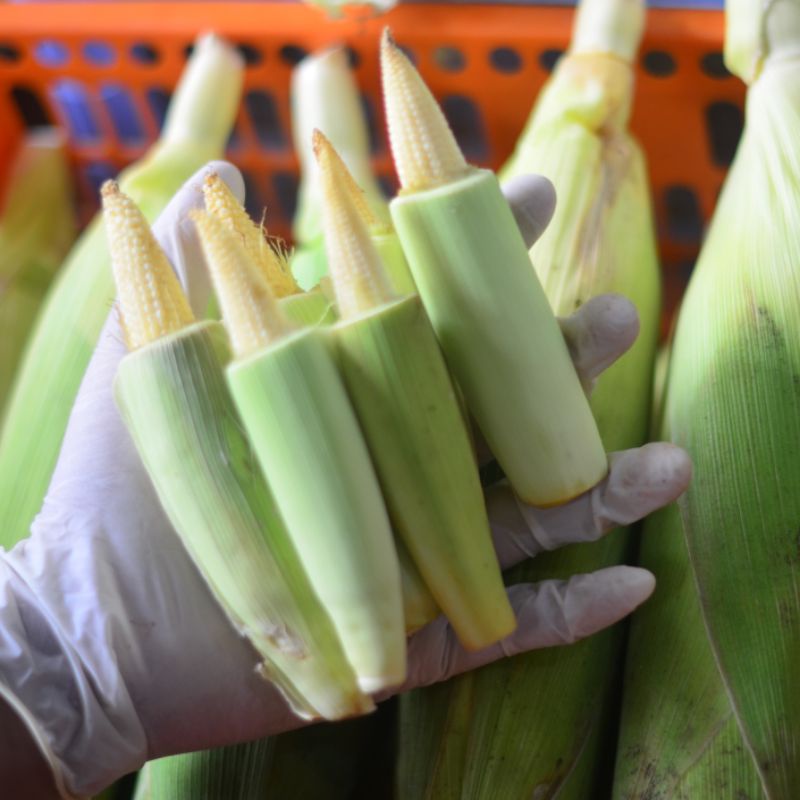 

Putren / Jagung baby segar 250 Gram