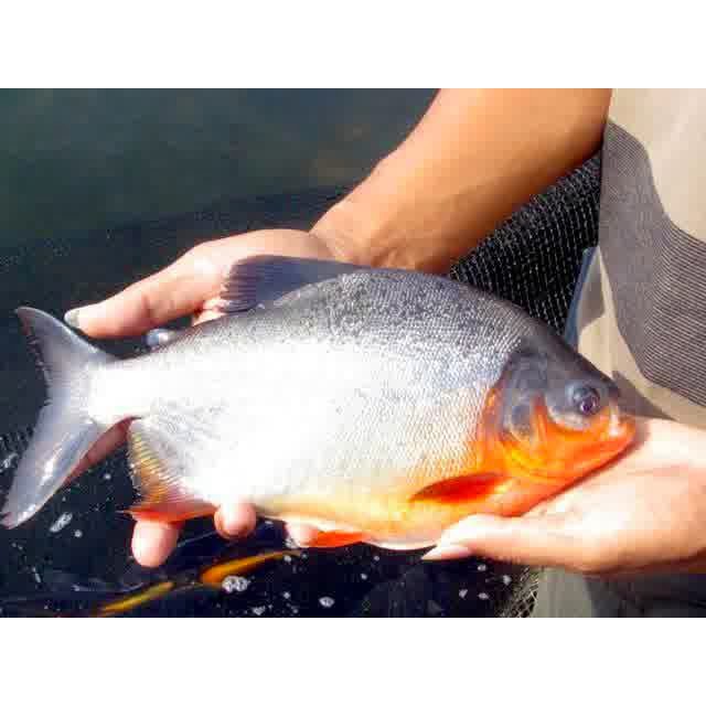 

Ikan Bawal Air Tawar Segar Fresh