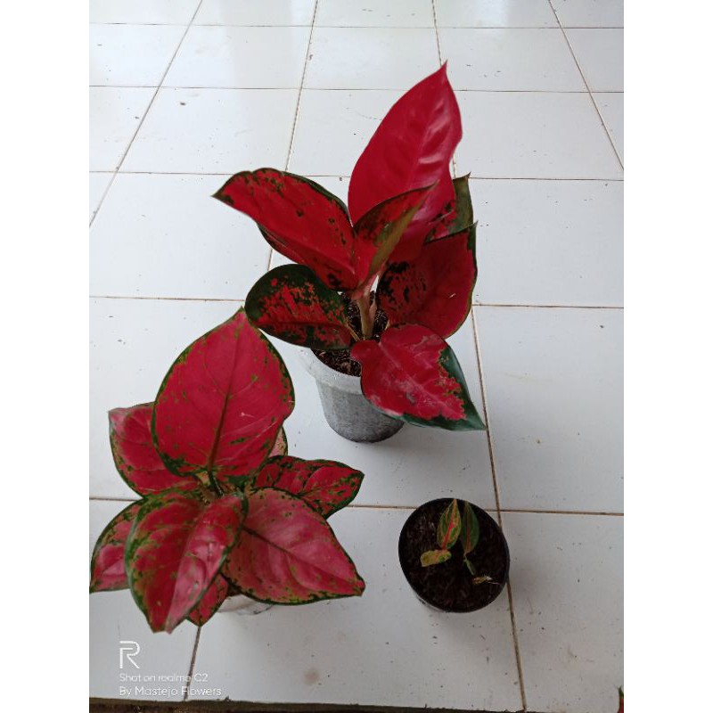 paket aglonema red anjamani suksom jaipong dan baby red Sumatra