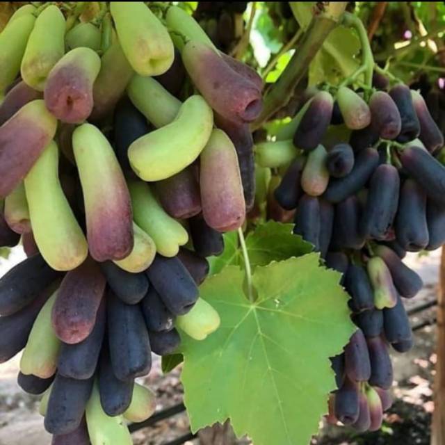 Bibit anggur moondrop original - pohon anggur import asli