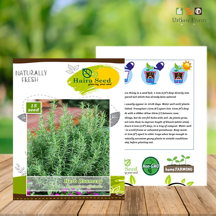 Benih-Bibit Herba Rosemary (Haira Seed)