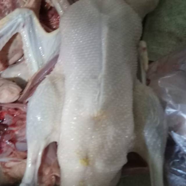 

Bebek Peking frozen enak sehat bergizi