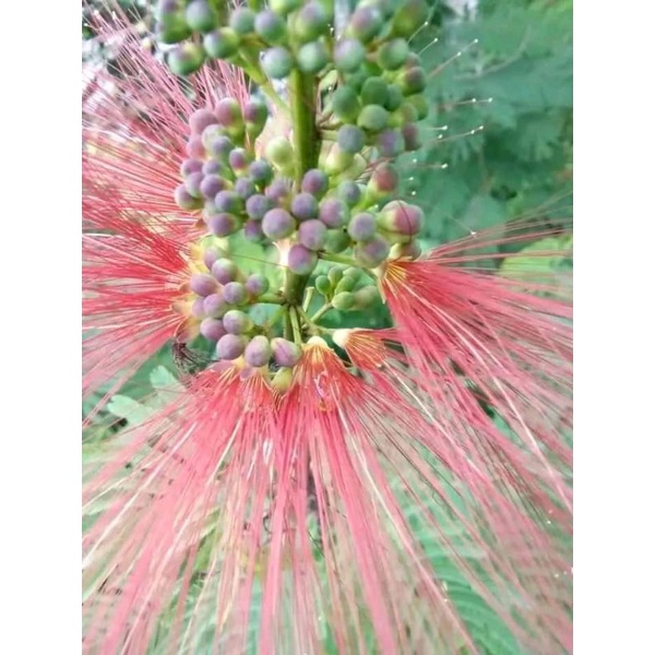 biji kaliandra pagoda kaliandra merah isi 500