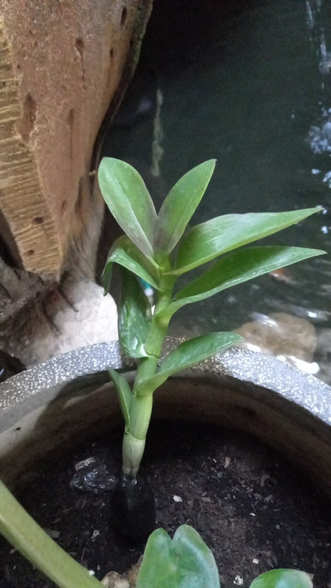 Anggrek Dendrobium Chanel Harum -jati Asih