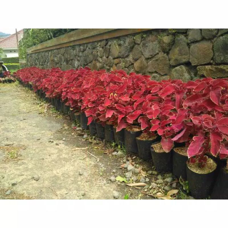 tanaman hias outdor miana merah