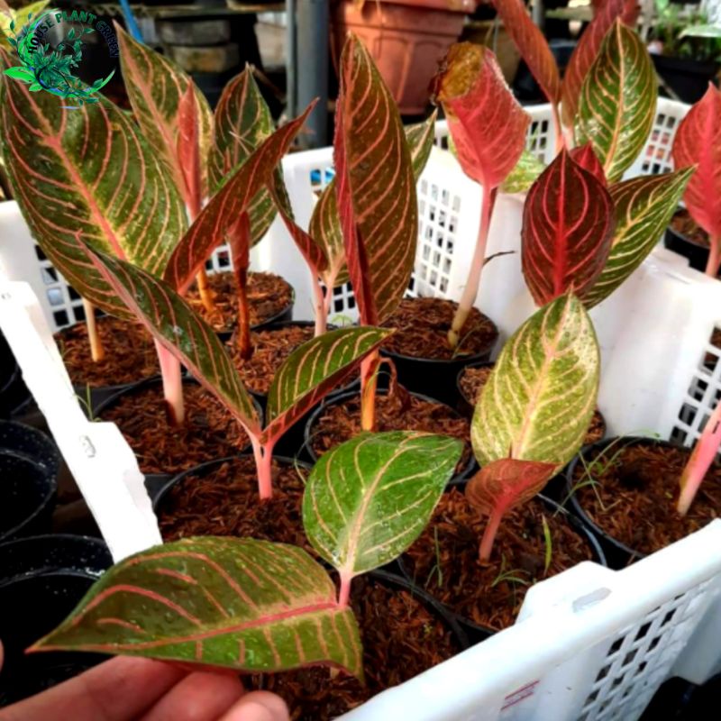 tanaman hias Aglonema red Sumatra baby daun 2