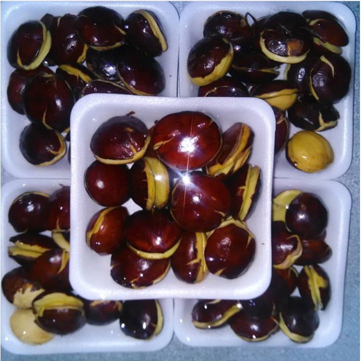 

Jengkol Tua 200gr/pack