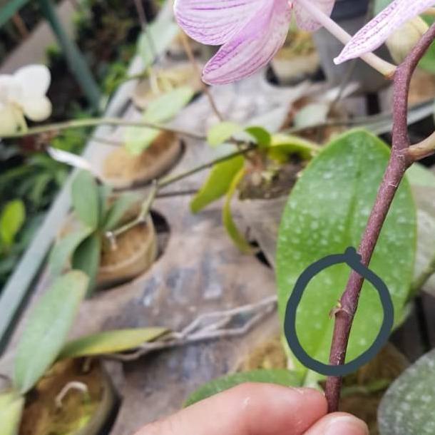 KEIKIVICK HORMON OLES TUNAS ANGGREK