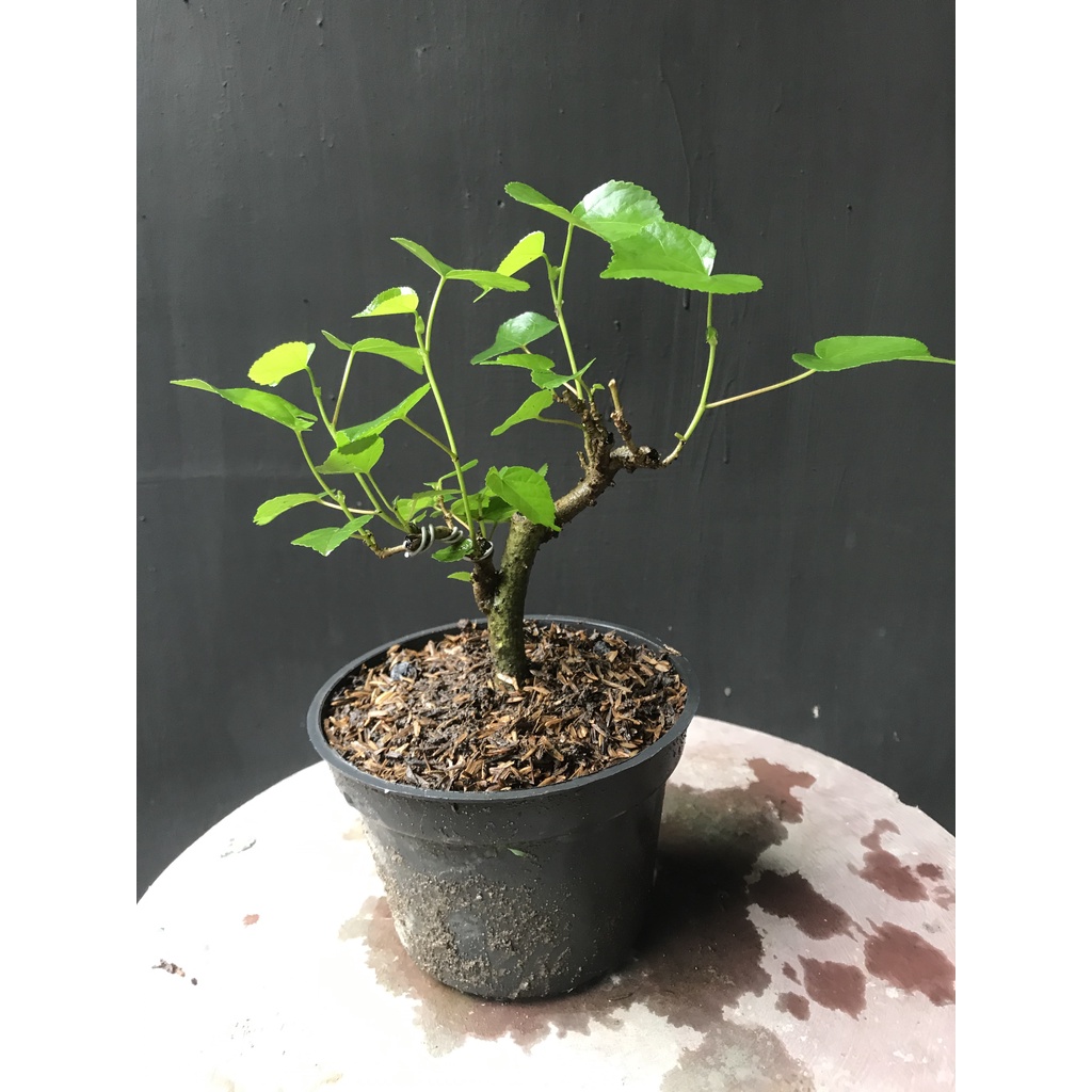 bahan bonsai waru mame REAL PICT