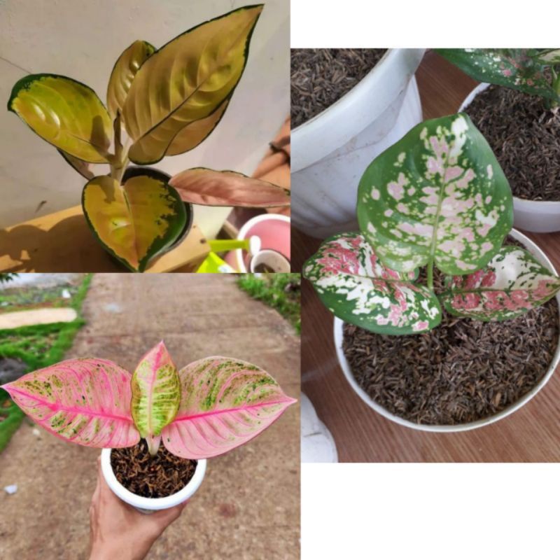 paket 3 anakan aglonema sultan brunai-romantik love - tri color