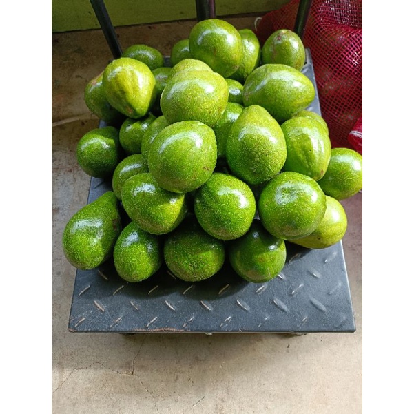 

alpukat mentega bandar lampung jumbo 1kg