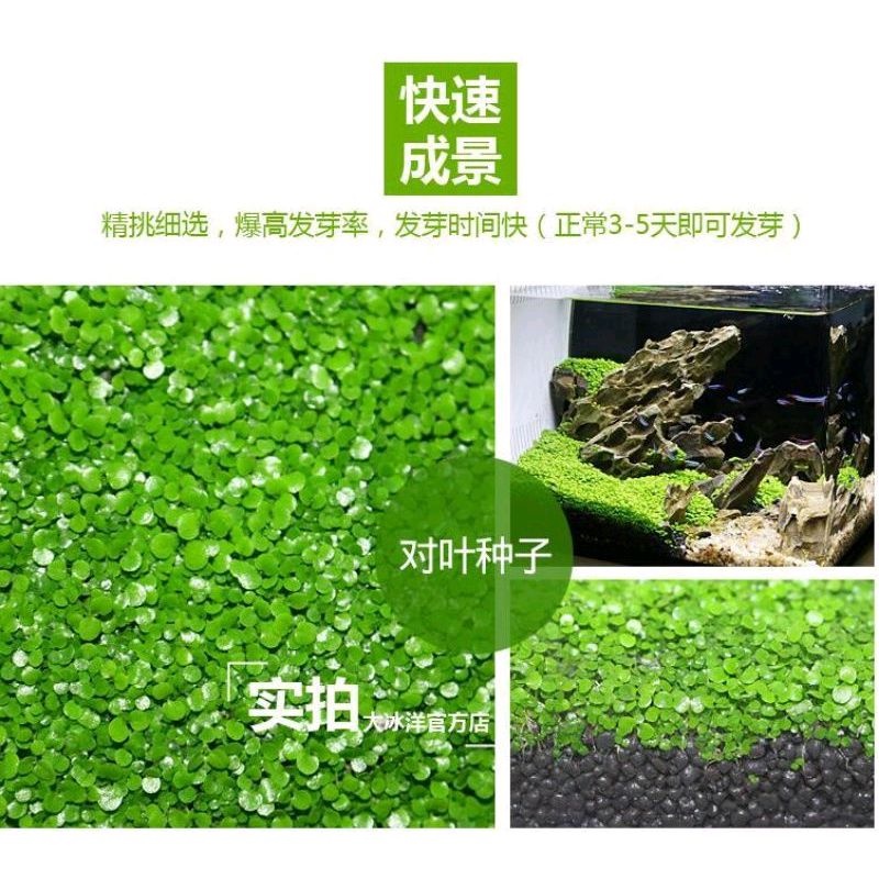 carpet seat small leaf bibit benih tanaman air aquascape aquarium / bibit benih small leaf aquascape / small leaf